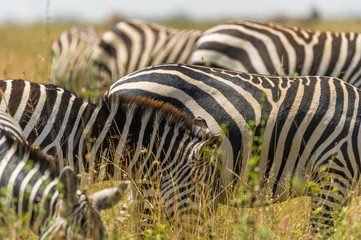 Fototapeta na wymiar Streifen und Muster der Zebras in Africa