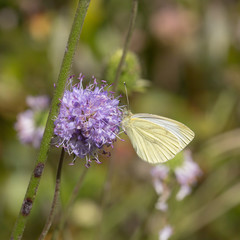 Butterfly on a purple flower