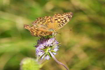 yellow butterfly on a flower