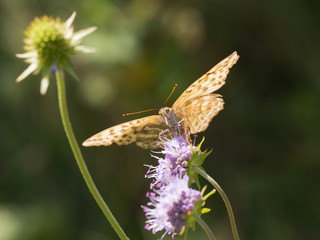 butterfly in summer day