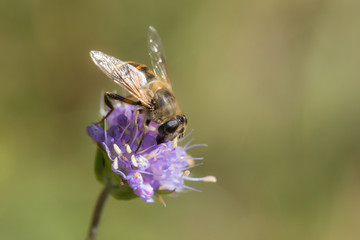 hoverfly on a flower