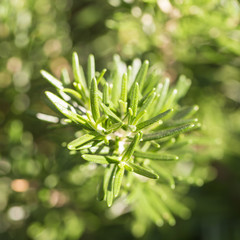 Fresh rosemary herb growing