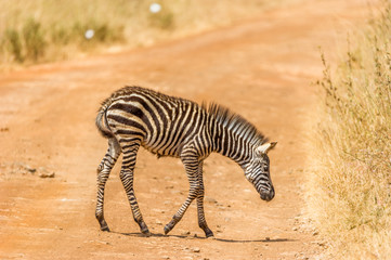 Obraz na płótnie Canvas Ein junges Zebra auf einem Feldweg im Nairobi National Park