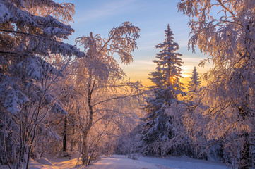 Высокие заснеженные деревья освещены солнцем.