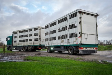Leerer Viehtransporter auf den Weg zum Hof