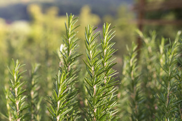 Fresh rosemary herb growing