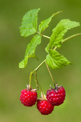 branch of raspberries on blurred background