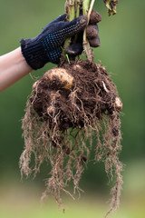 digging bush potato in hand