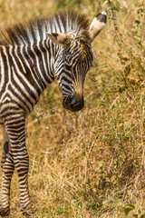 Fototapeta na wymiar Kleines Zebra im Nairobi National Park