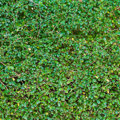 Green leaves wall background