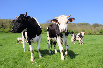 Cows on green field