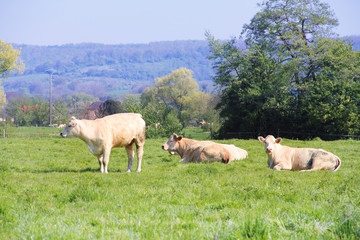 Obraz na płótnie Canvas Normandy cows on pasture