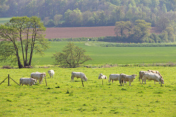 Fototapeta na wymiar Normandy cows on pasture