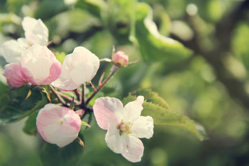 Blooming apple tree