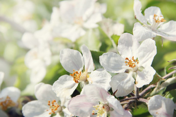 Blooming apple tree