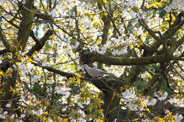 Pigeon on bloomming tree