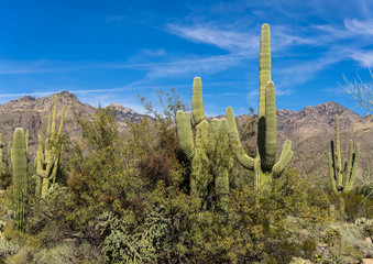 Sabino Canyon Desert in Tucson, Arizona
