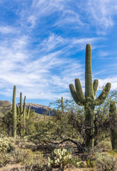 Sabino Canyon Desert in Tucson, Arizona