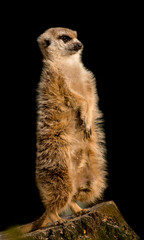 Cute meerkat sitting upright on the watch looking to the right on a black background