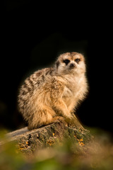Cute meerkat animal resting on a tree branch facing the camera on a black background