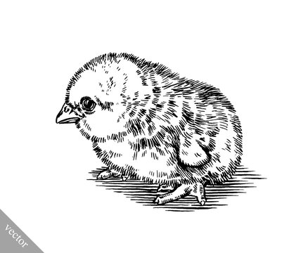 black and white engrave isolated chicken illustration