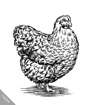 black and white engrave isolated chicken illustration