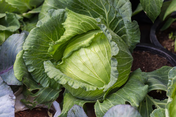 close-up of fresh cabbage in the vegetable garden