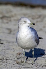Fototapeta premium Ring Billed Gull