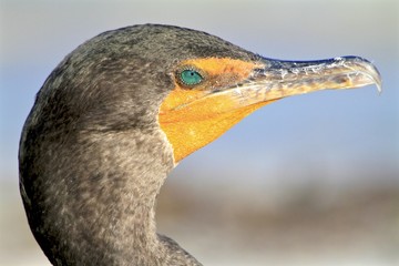 Macro of a cormorant
