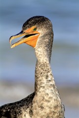 Macro of a cormorant