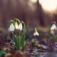  spring of the first snowdrops