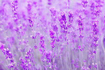 field lavender flowers