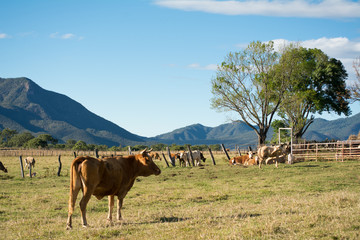 Paisaje de un potrero en donde se destaca un toro.