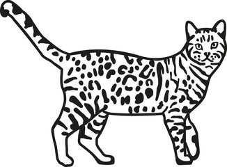 Leopard bengal cat
