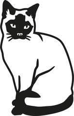 Siamese cat