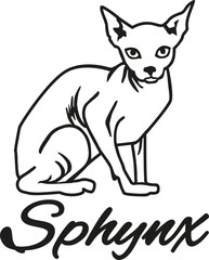 Sphynx cat with breed name