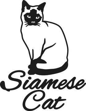 Siamese cat with breed name