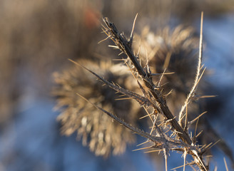 Closeup of a brown thistle stem in winter macro