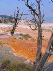 Tote Bäume bei Mammoth Hot Springs - Yellowstone