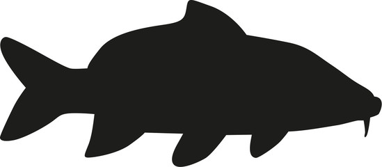 Carp fish vector