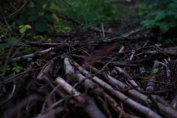Wood 2