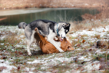 Dogs walk in the park in winter