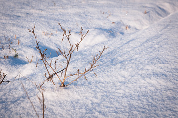 Sparkling snow with frosted dry grass.