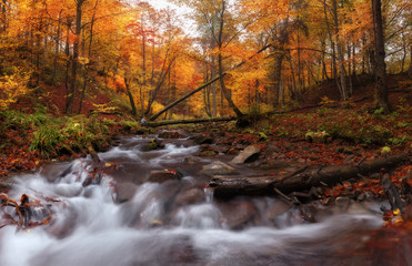 Creek at autumn forest