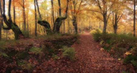 Panorama of golden color autumn forest