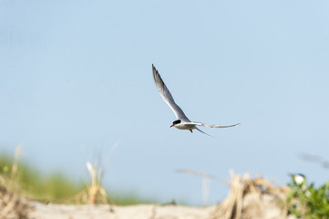 Common Tern over dune wings high