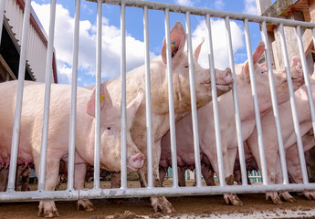 Schweinezucht - abgesetzte Schlachtsauen draussen hinter einem Trenngitter