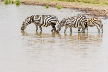 Fototapeta na wymiar Drei Zebras im Wasser