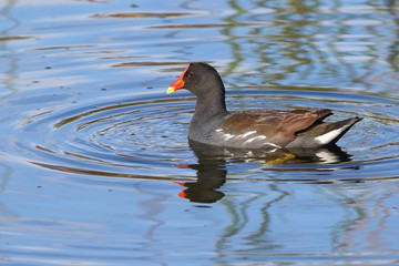 Common Gallinule Swimming in a Florida Marsh