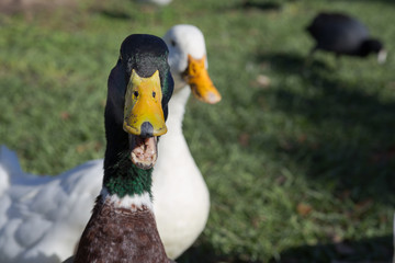 Front view headshot of a funny mallard with his mouth open calling for attention, with white duck in background